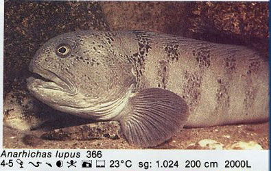 Anarhichas lupus